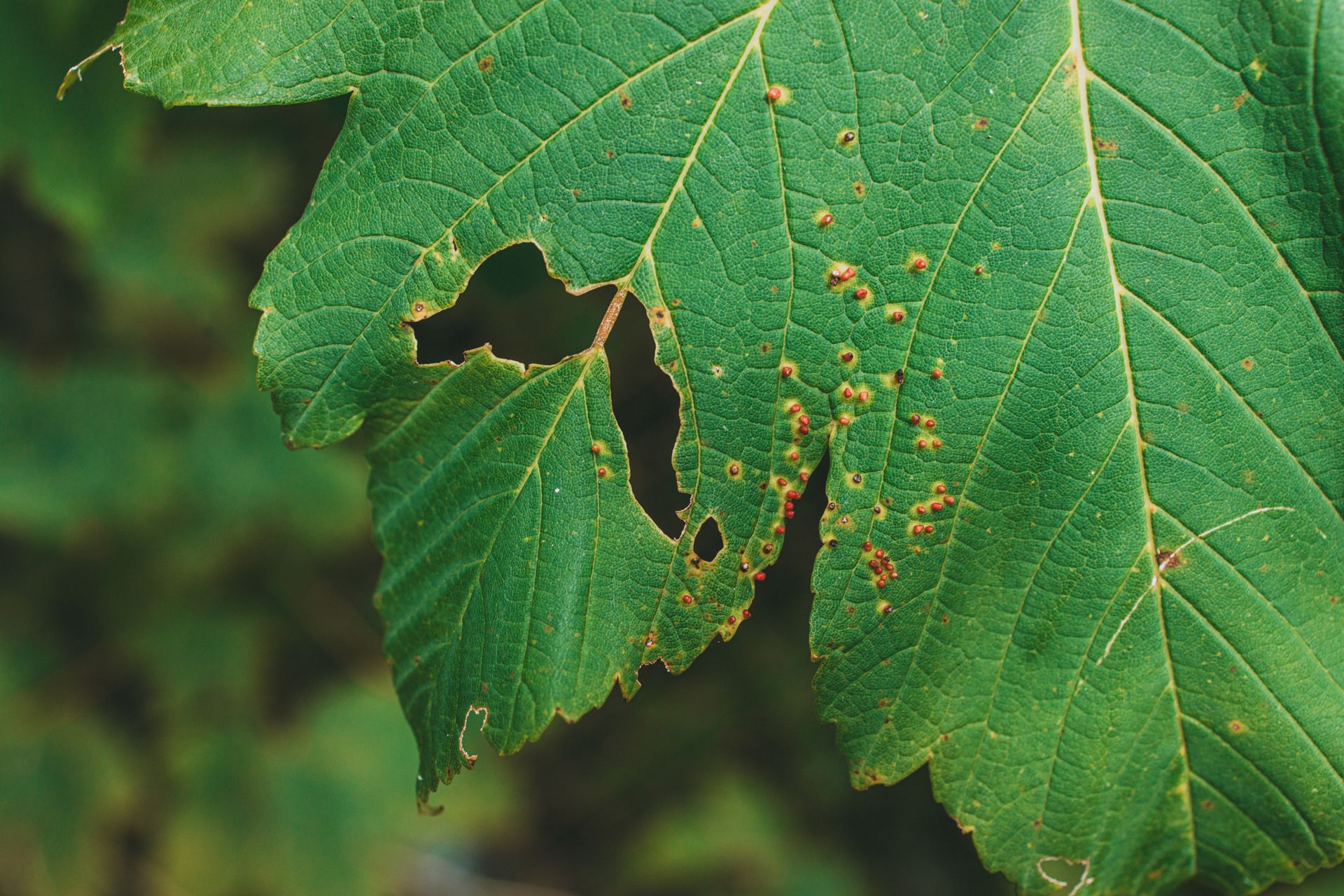 Detailed view of a green leaf with holes and red marks, showcasing natural texture.