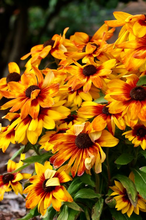 Free A vivid display of yellow and orange flowers in summer bloom, capturing nature's beauty. Stock Photo