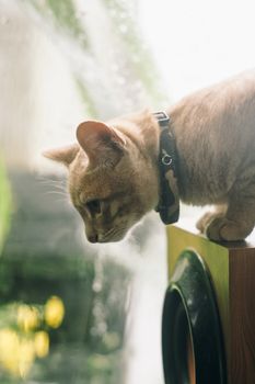 一只可爱的姜黄色猫戴着项圈，好奇地凝视着窗外