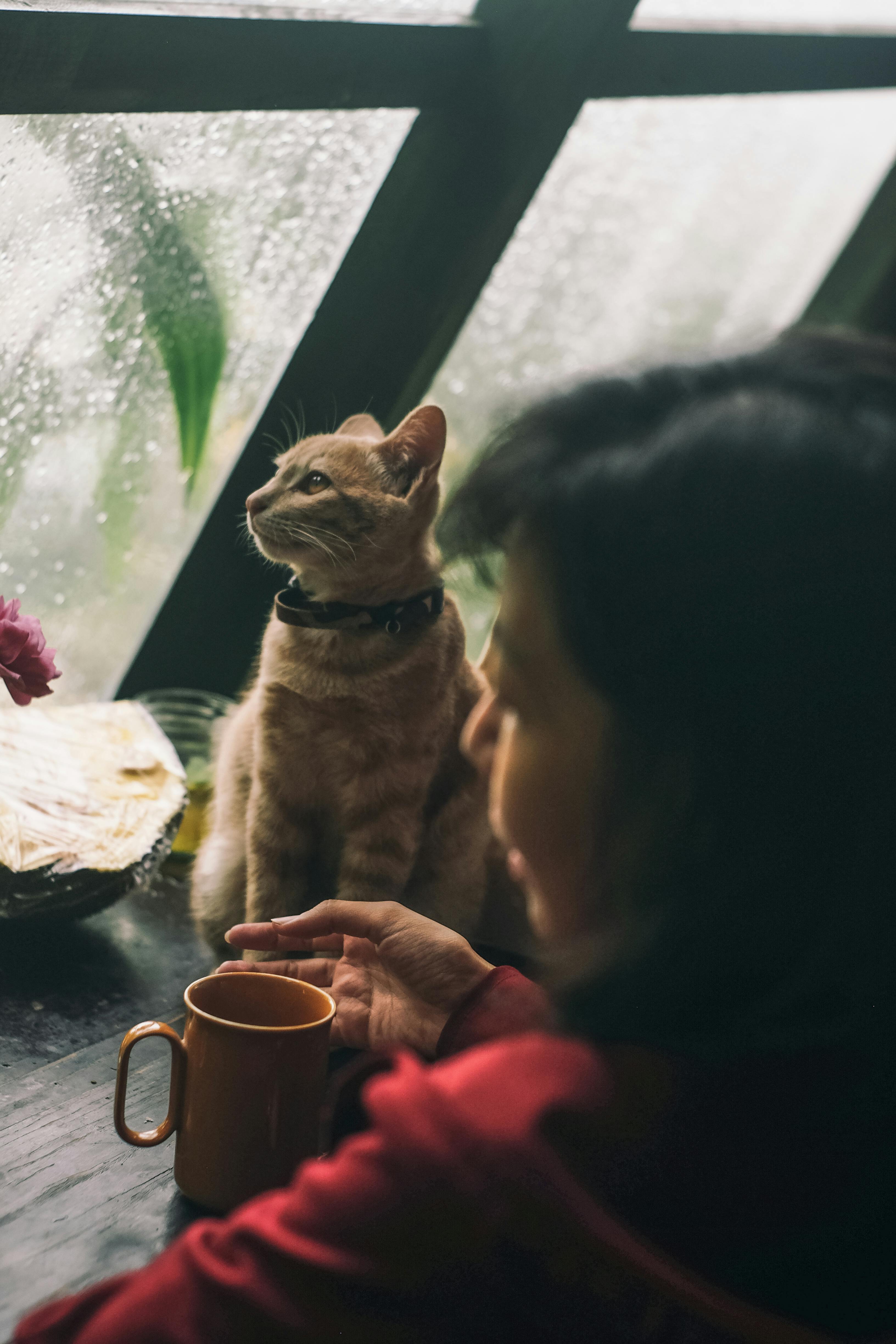 猫和人在室内享受着雨天的宁静，营造出舒适的氛围