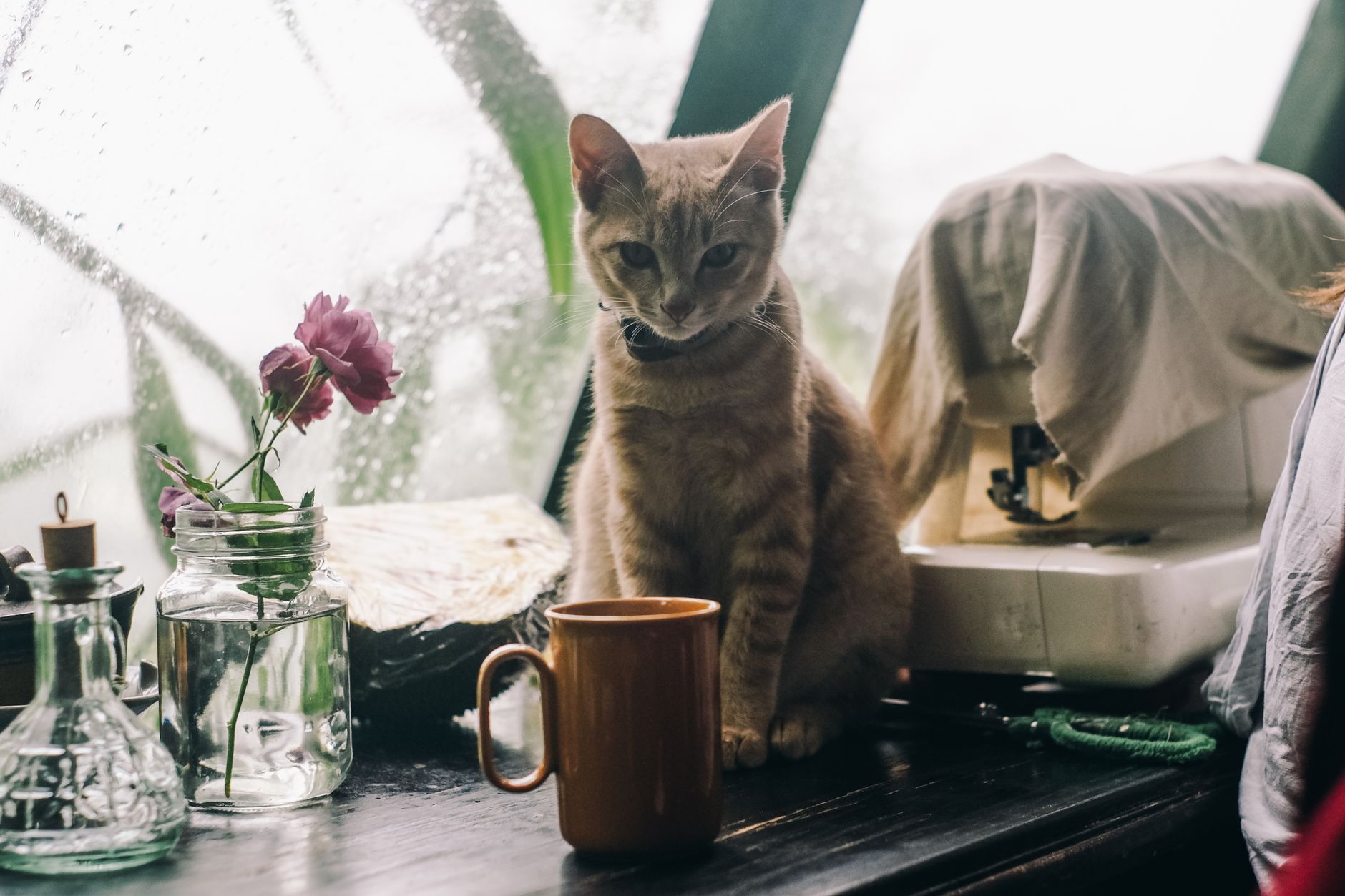 Portrait of a cat at a veterinary clinic