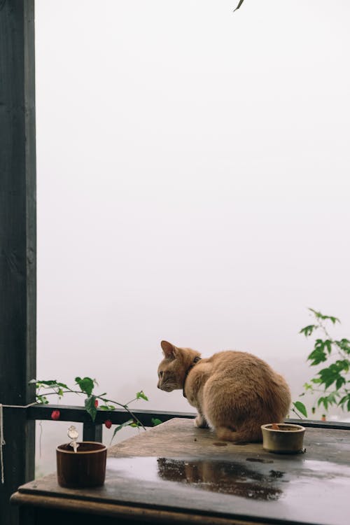 猫在桌子上的照片