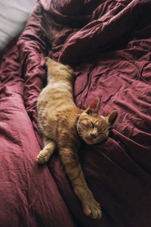 無料 ベッドの上のオレンジトラ猫 写真素材
