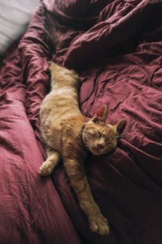 一只虎斑猫在温暖的酒红色毯子上舒展身体，这放松迷人的姿态，捕捉到了舒适室内生活的精髓