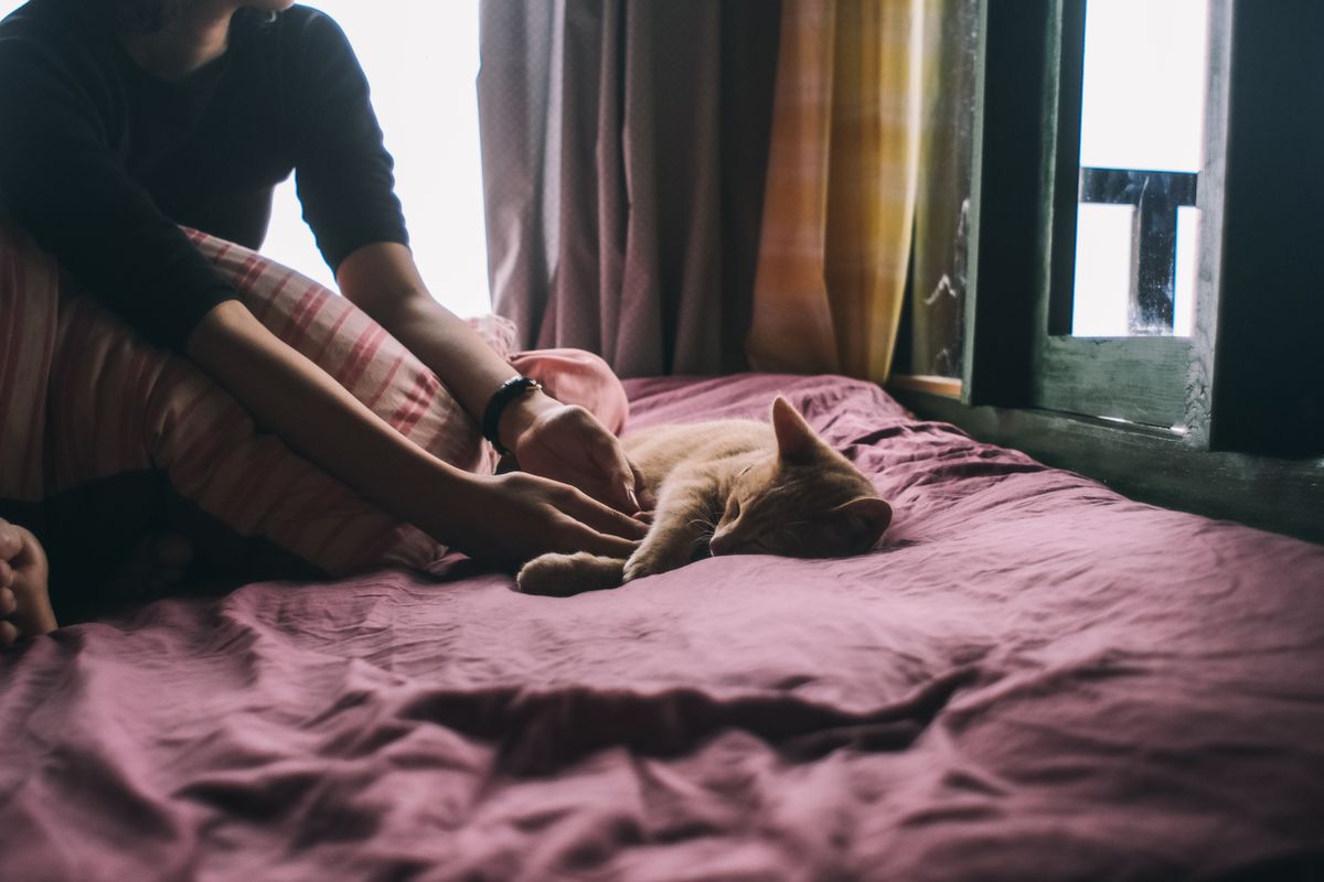 Chat endormi paisiblement près de son humain