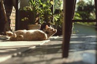 一只温顺的虎斑猫在郁郁葱葱的室外花园里享受阳光