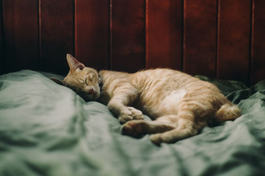 Cat resting on a bed — photo by Duong Nhan on Pexels