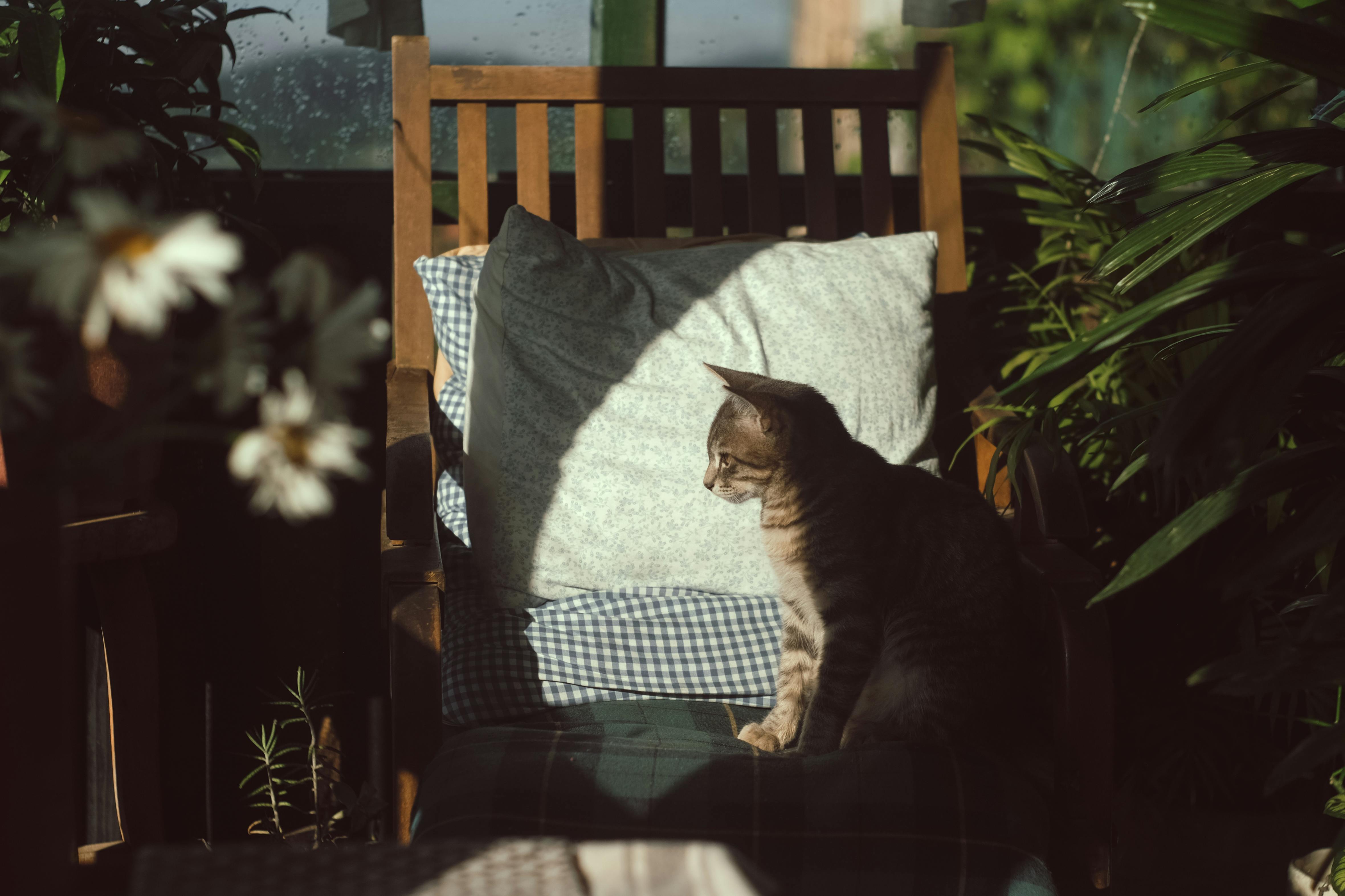 Photo Of Cat Sitting On Chair Free Stock Photo