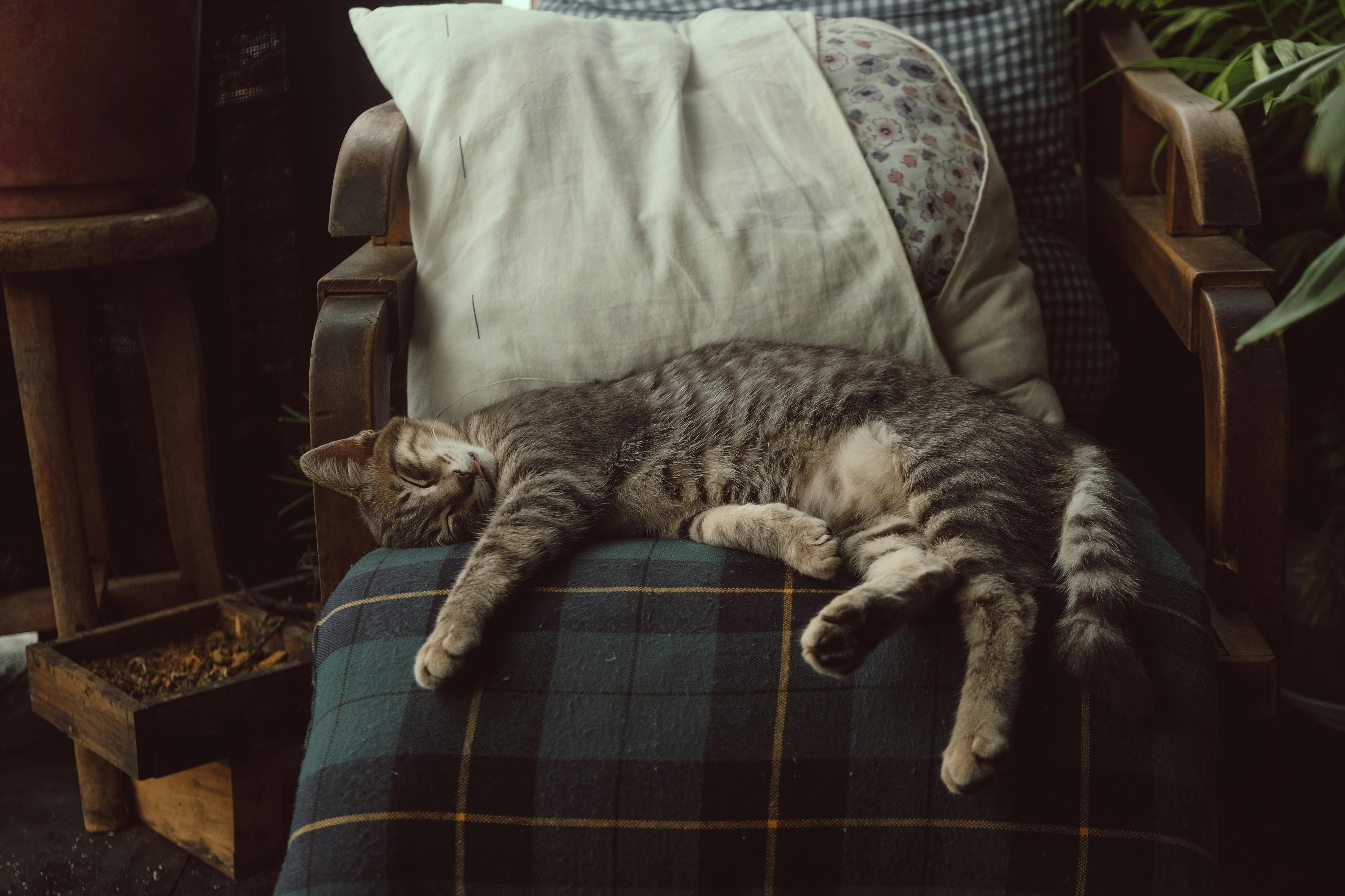 Photo of Tabby Cat Sleeping On Chair · Free Stock Photo