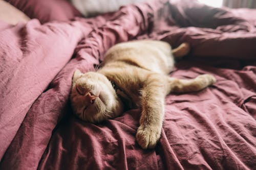 Free Orange Tabby Cat On Bed Stock Photo