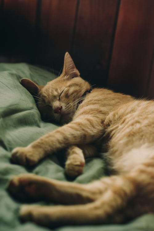 Фотография спящего полосатого кота крупным планом
