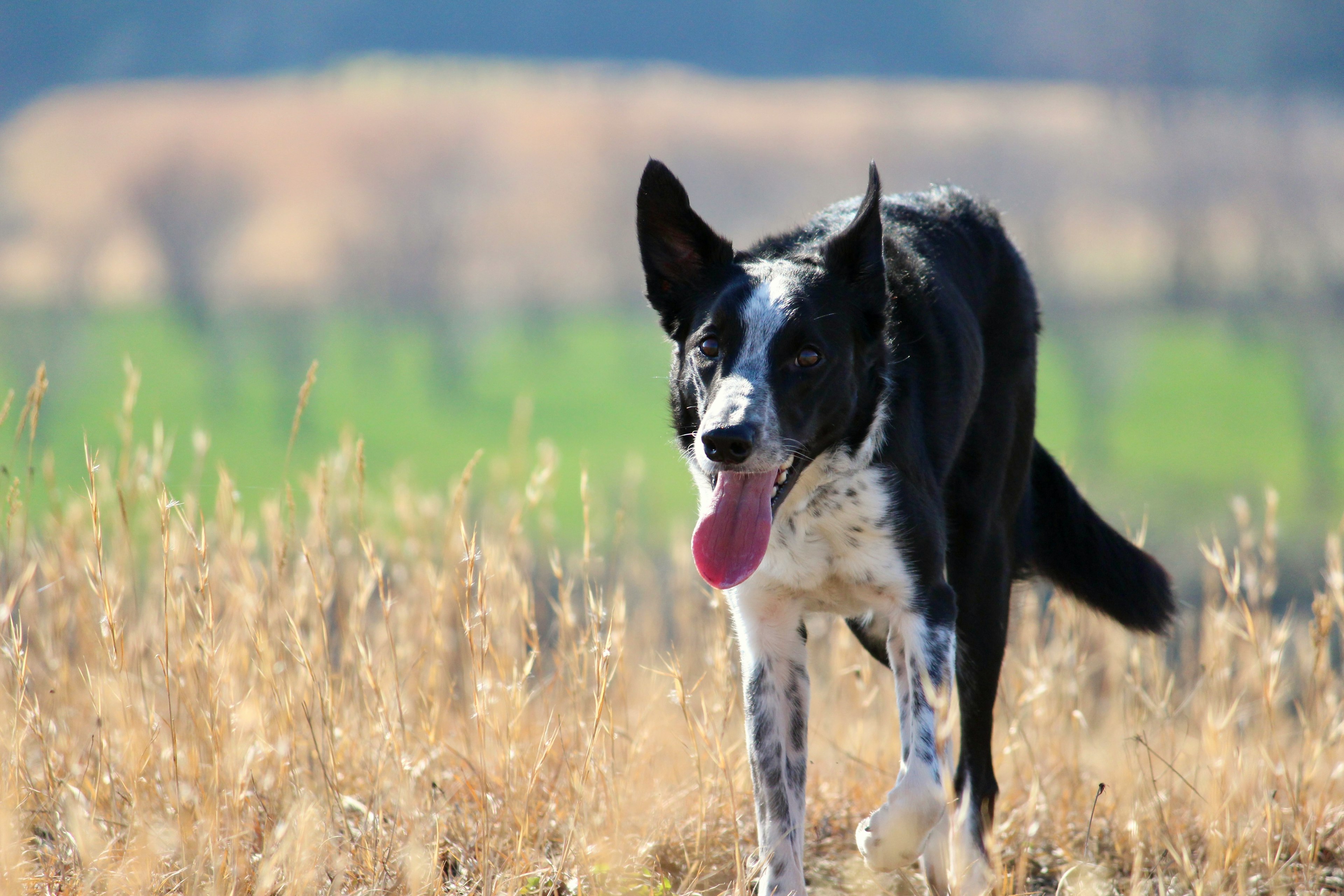 スマート農業×地域密着で農家を保険集客・リーズ活用