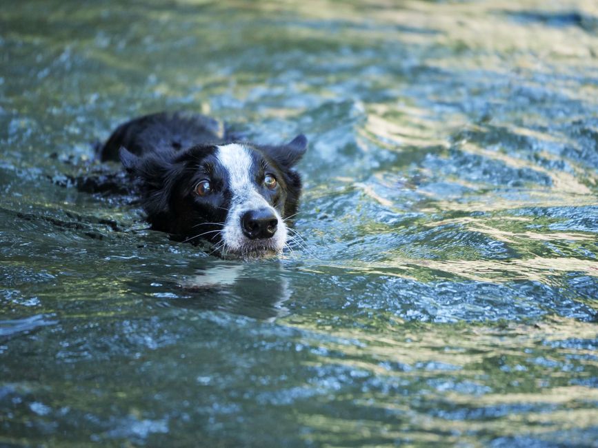 How to Keep Your Dog Cool in Summer: 7 Essential Tips