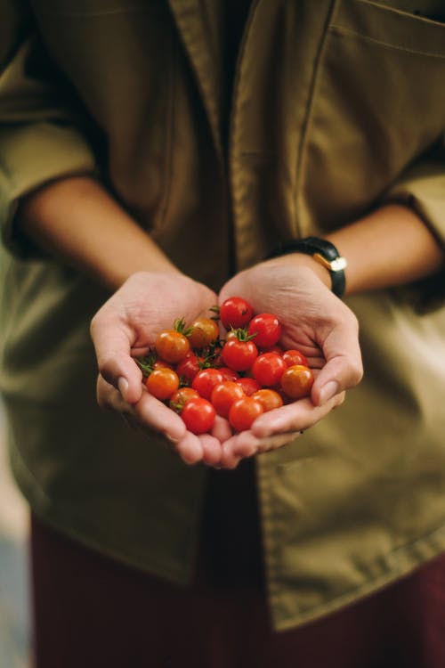 Základová fotografie zdarma na téma čerstvý, cherry rajčata, držení