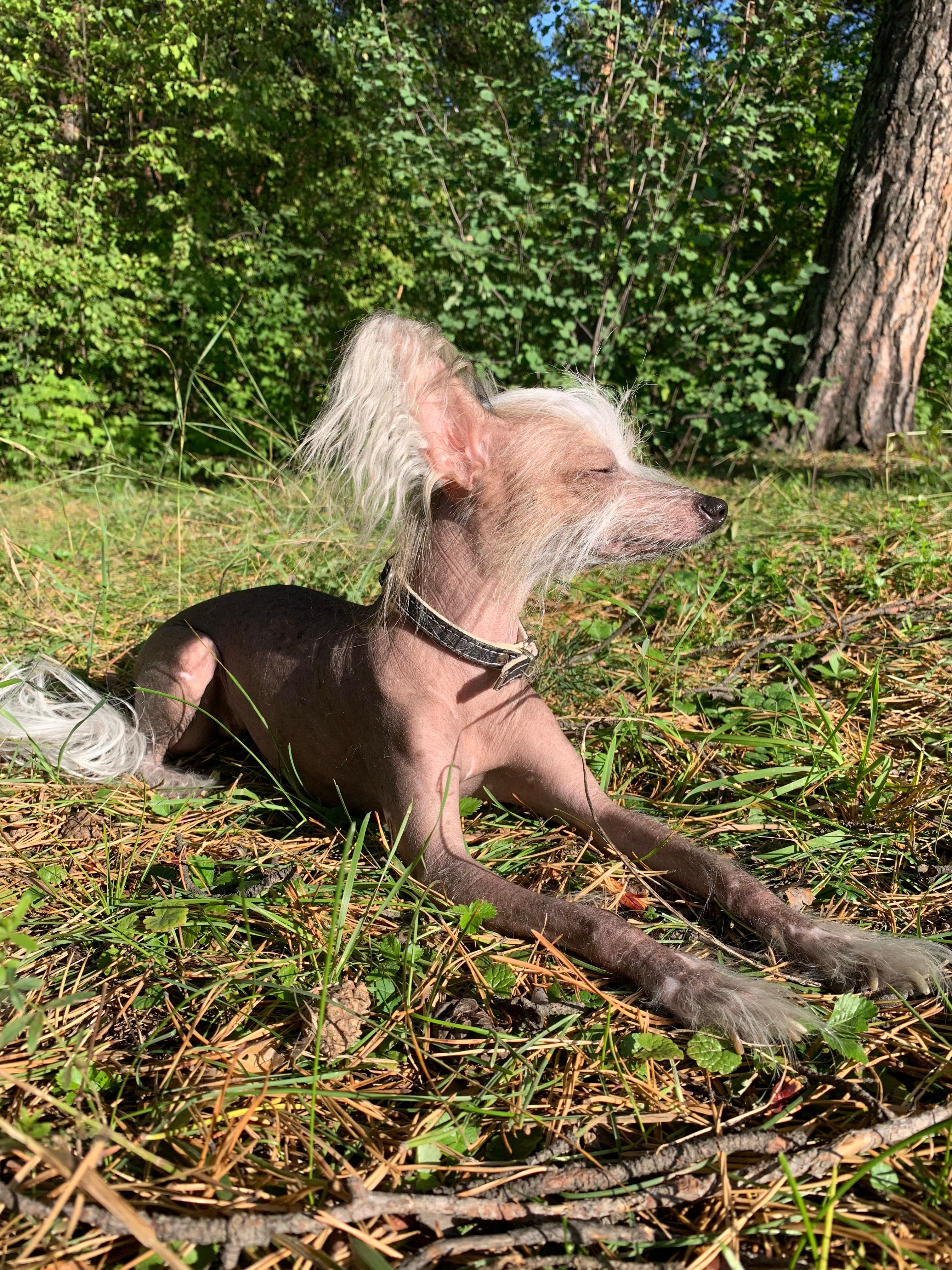 Hairless dog with large ears and curious expression
