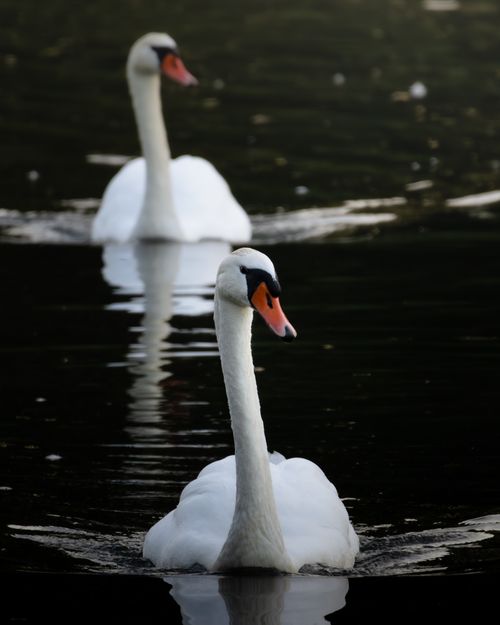 Free Two elegant swans gracefully swimming on a serene lake, reflecting harmony and purity. Stock Photo