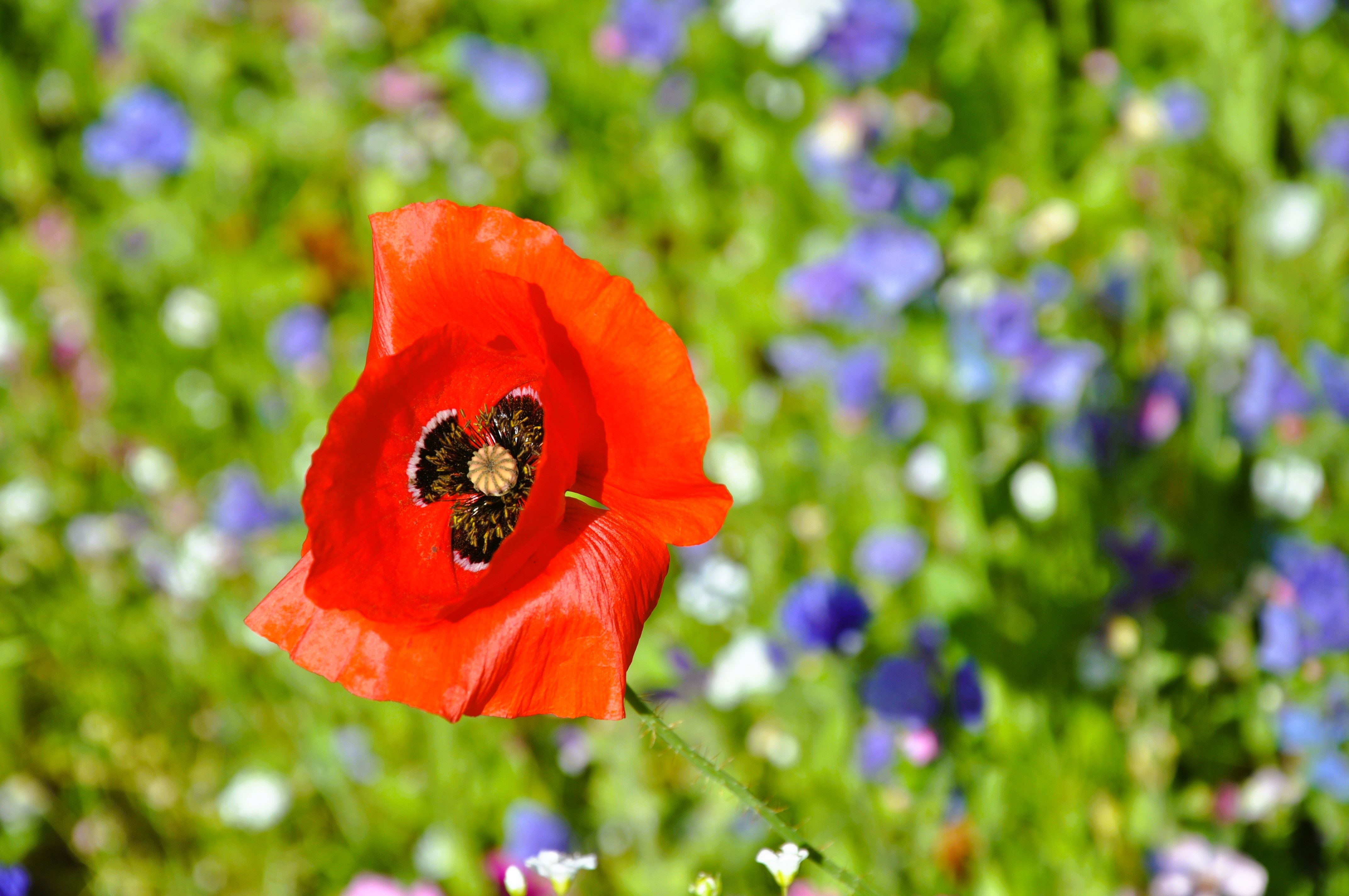Close-up of a vivid red poppy against a blurred green and floral background, showcasing summer's beauty.