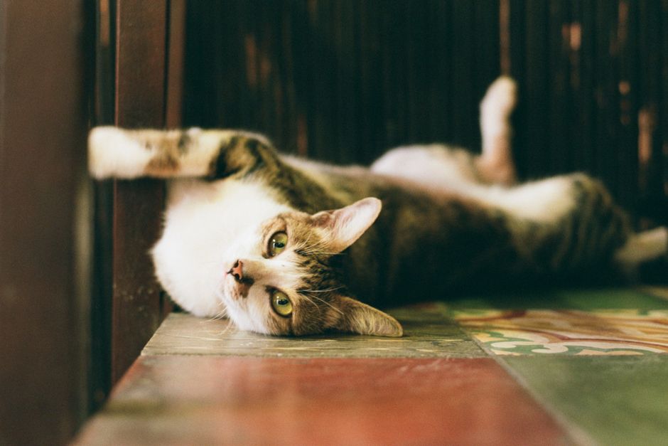 A cute tabby cat lying playfully on a colorful indoor floor, displaying a relaxed demeanor.