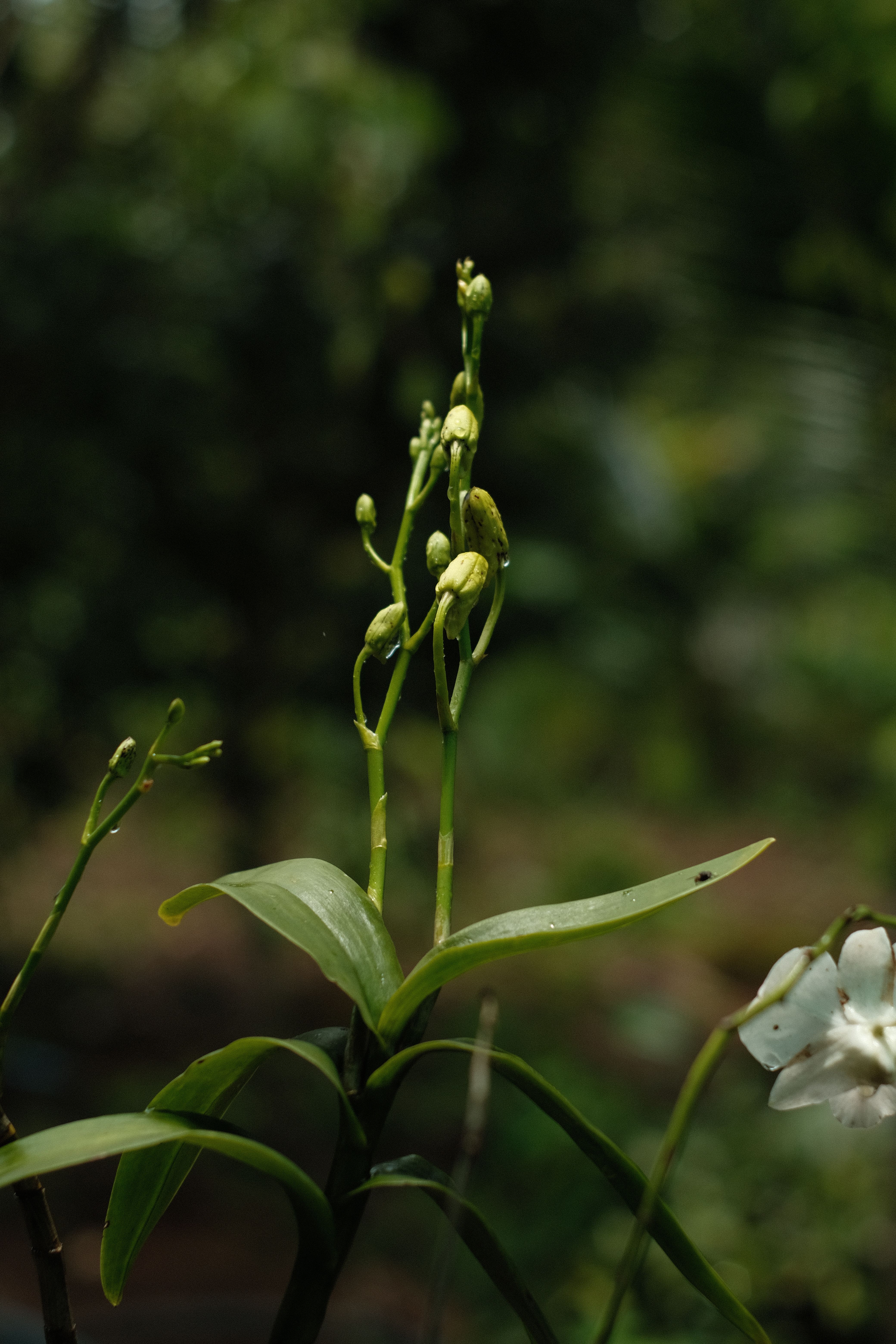 Gratis Immagine gratuita di avvicinamento, dopo la pioggia, fiore Foto a disposizione