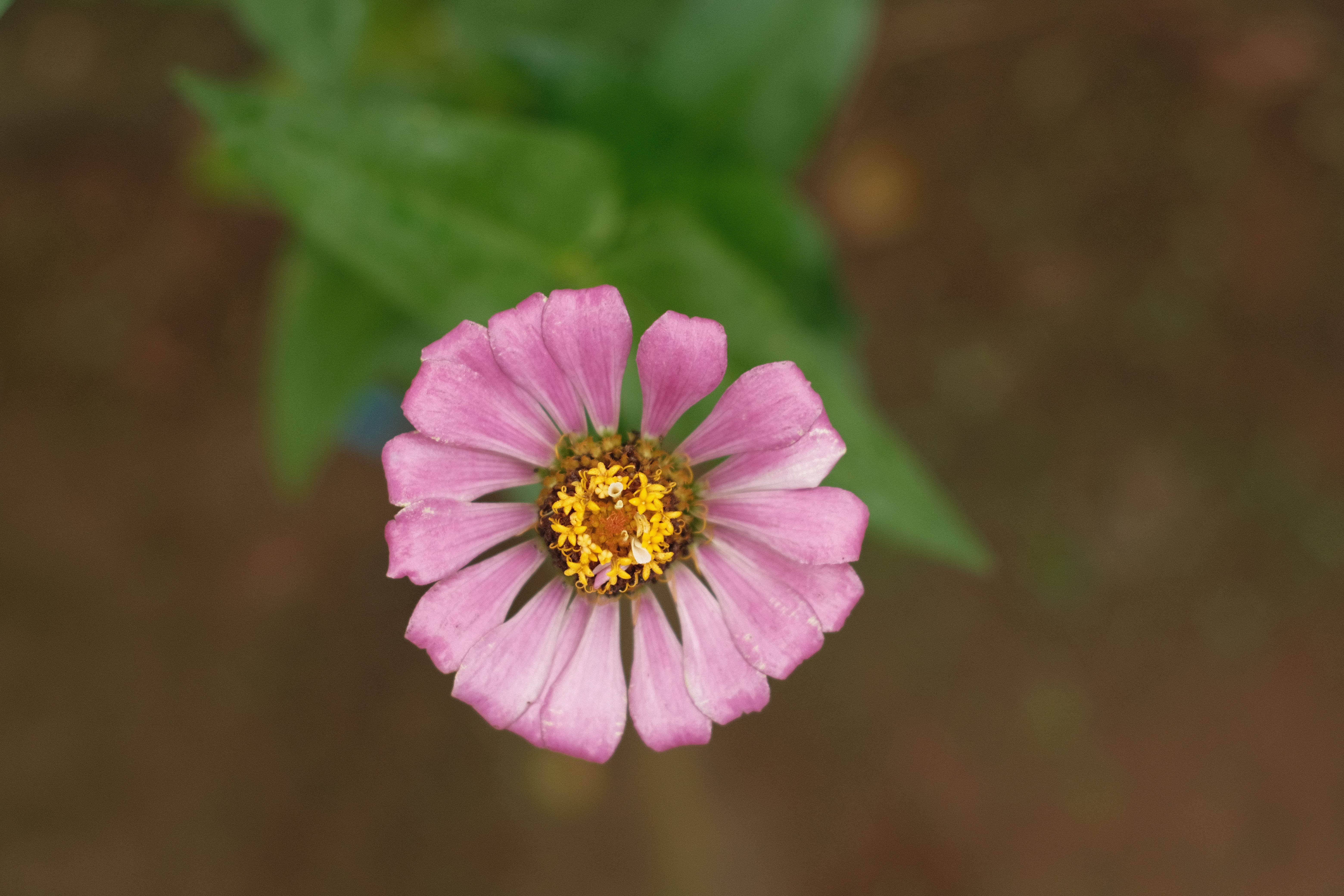 Gratis Immagine gratuita di avvicinamento, dopo la pioggia, fiore Foto a disposizione