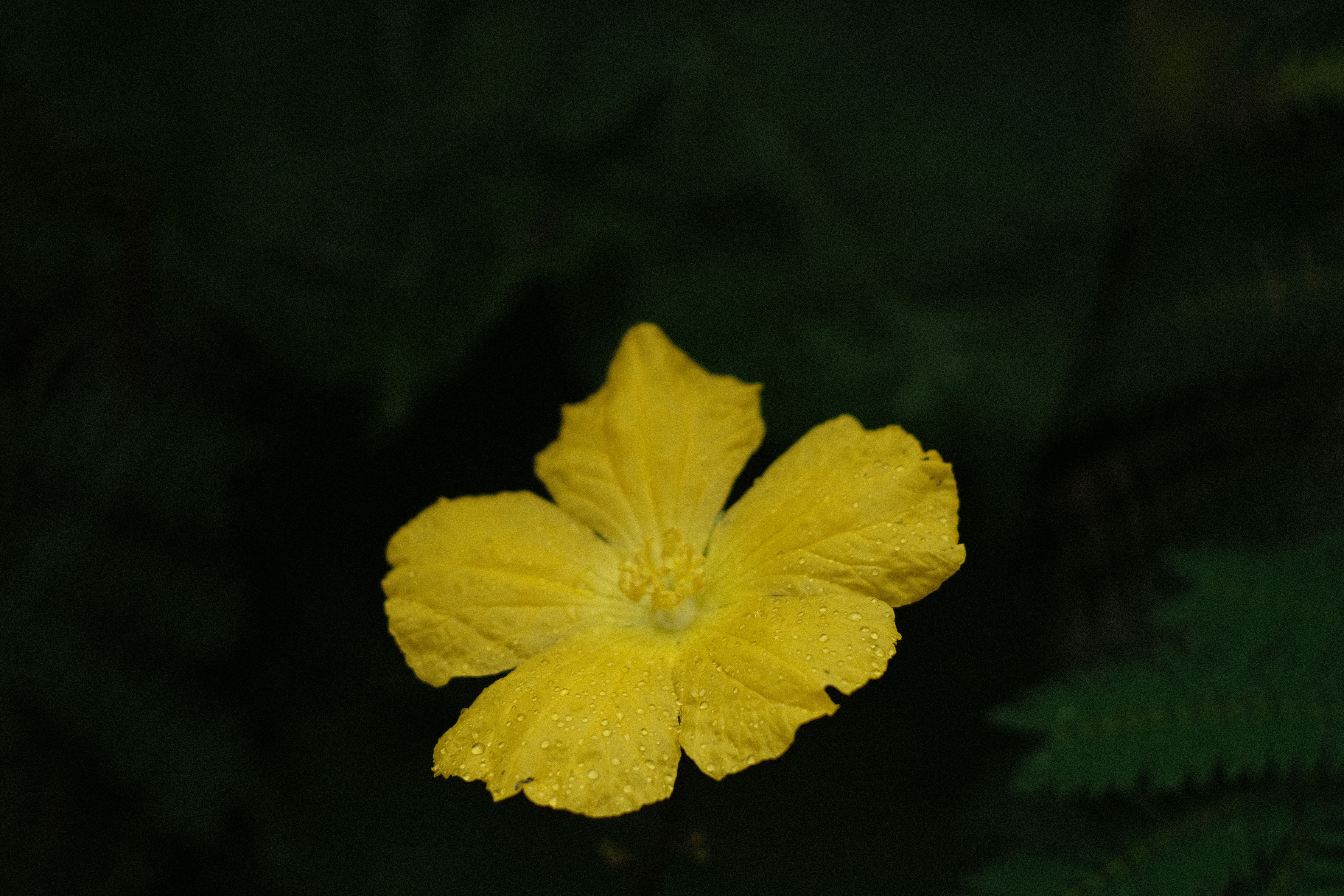 Gratis Immagine gratuita di avvicinamento, dopo la pioggia, fiore Foto a disposizione