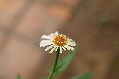 Free Capture of a delicate zinnia flower highlighting its intricate petals and vibrant center. Stock Photo
