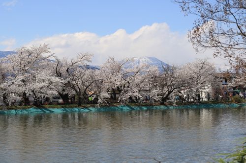 Free Beautiful cherry blossoms in full bloom by a tranquil river, with mountains in the background. Stock Photo