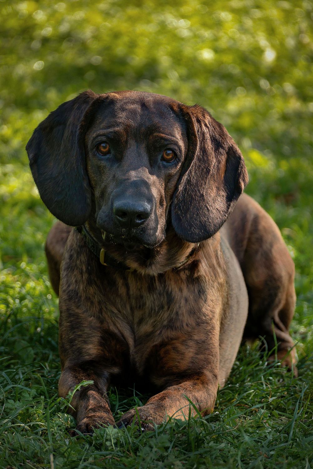 Bavarian Mountain Scent Hound, photo 2
