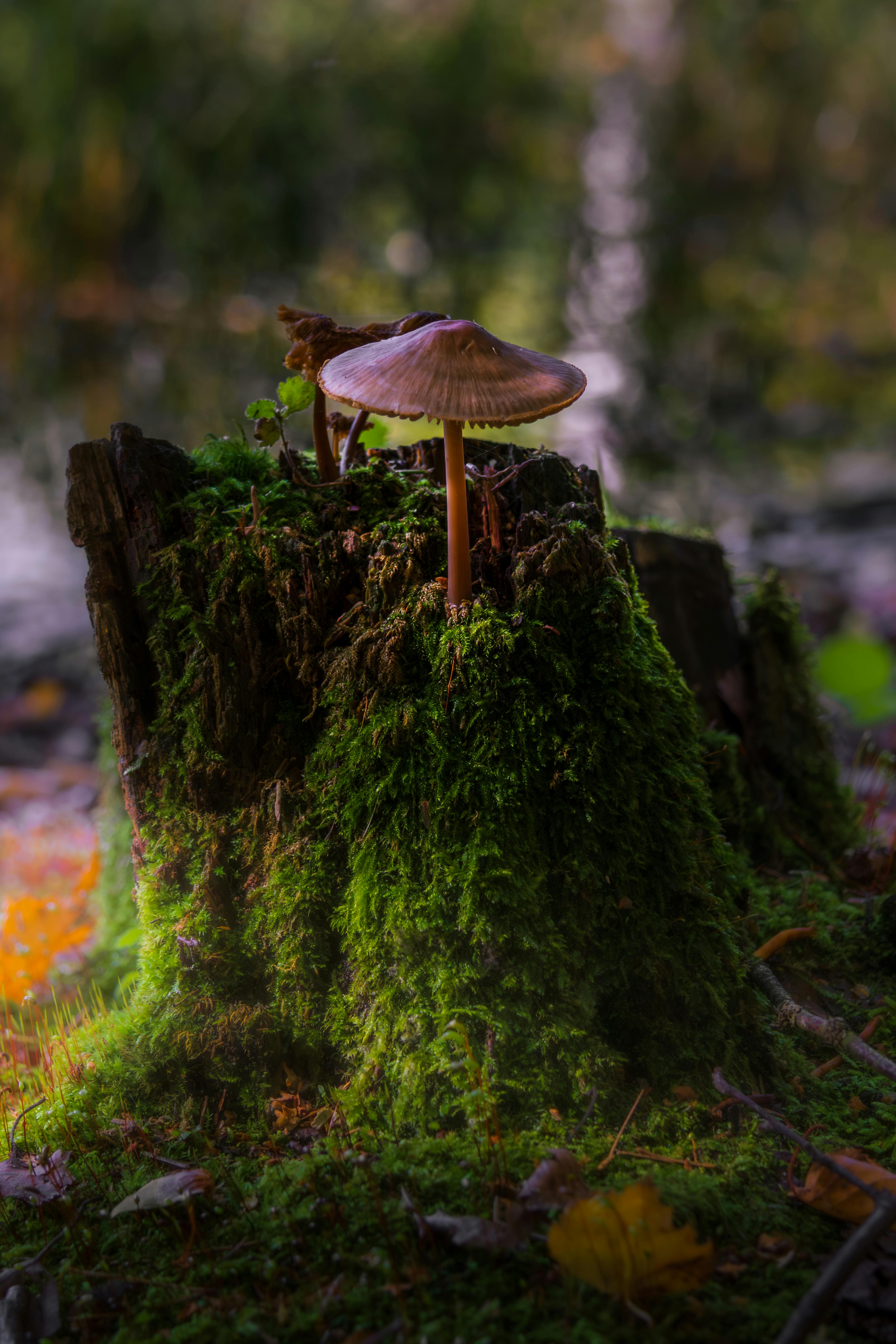 Mushroom growing on a moss-covered stump in a lush Norwegian forest, highlighting nature's beauty.