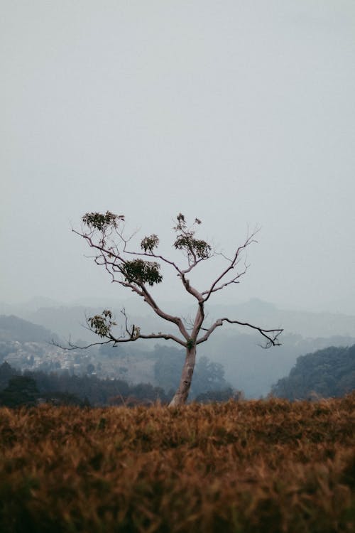 Безкоштовне стокове фото на тему «голі дерева, дерево, пейзажна фотографія»