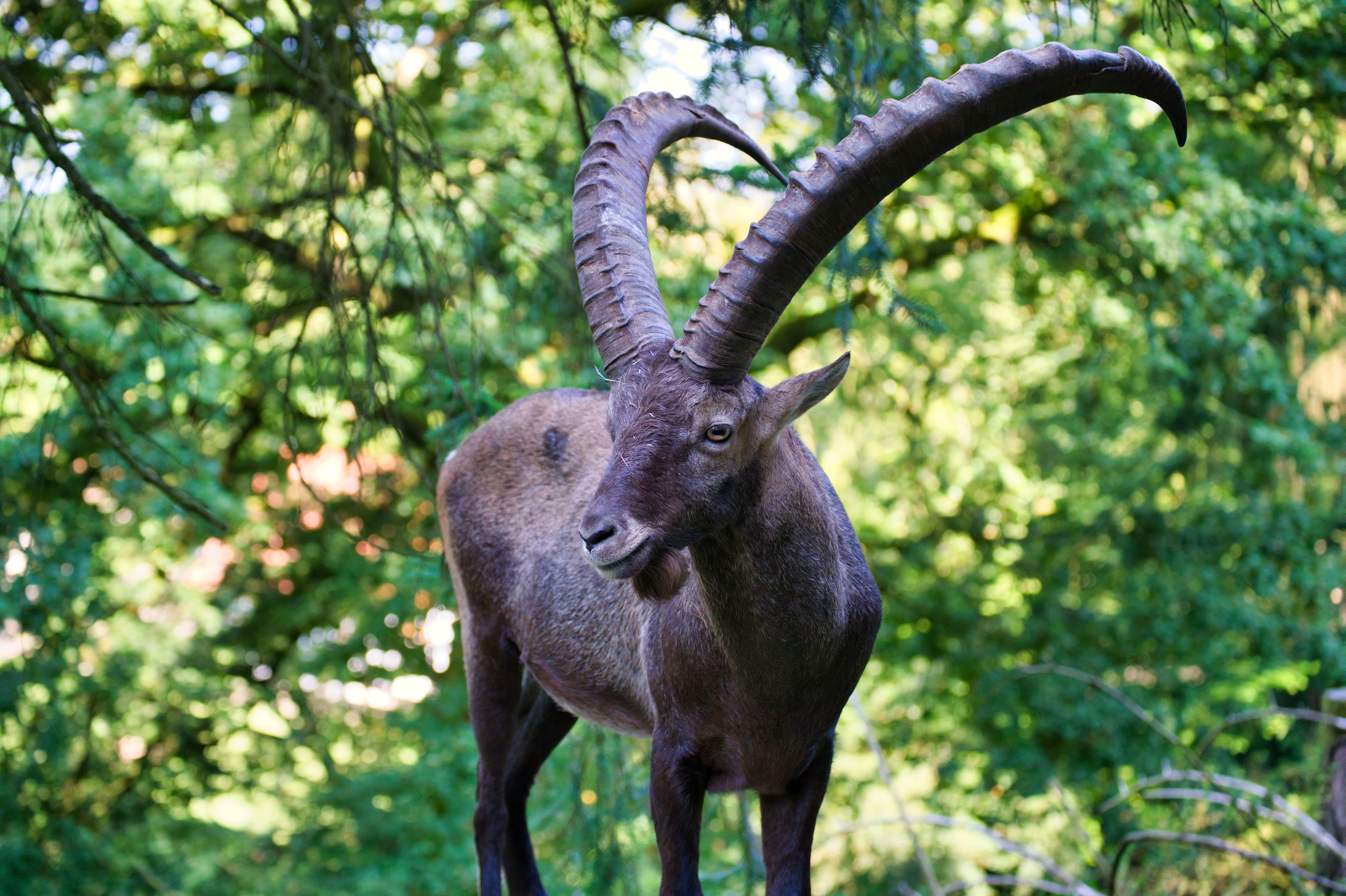 Capricorn Sun Sign: Ambition, Discipline, and Hidden Depth