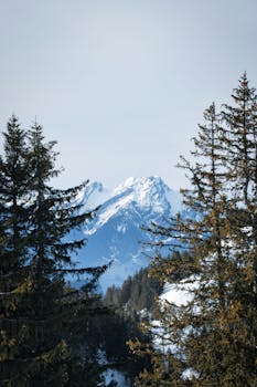 Scenic view of snow-covered mountains through evergreen trees, capturing winter's serene beauty.