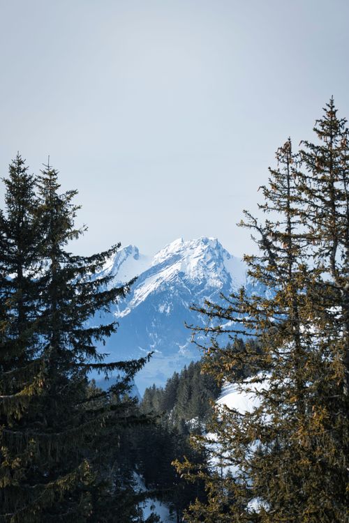 Free Scenic view of snow-covered mountains through evergreen trees, capturing winter's serene beauty. Stock Photo