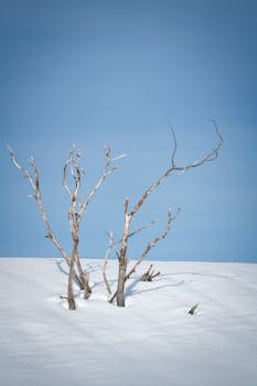 A minimal winter scene featuring bare branches against a snow-covered ground and clear blue sky.
