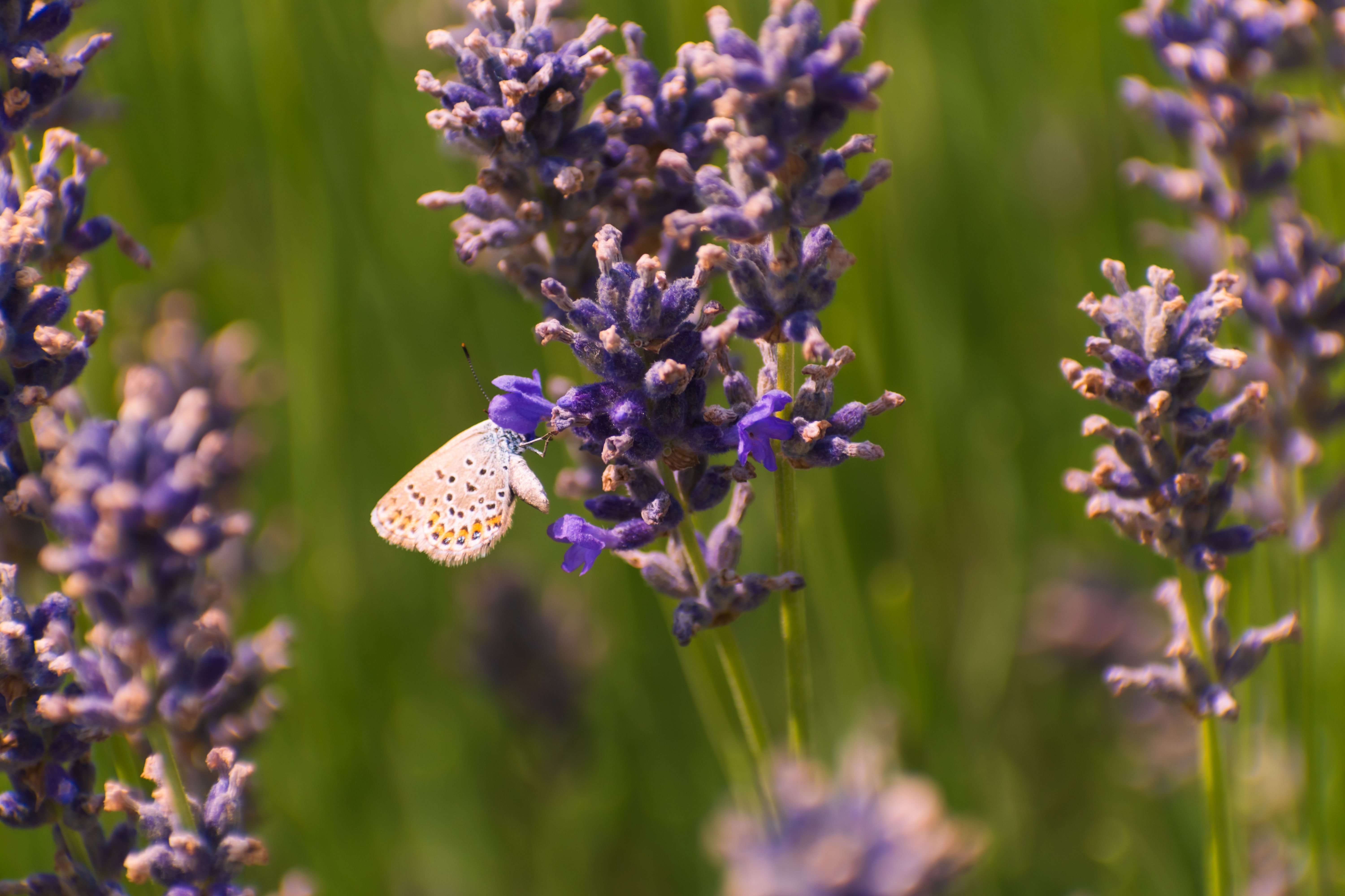 A butterfly sitting on a lavender flower · Free Stock Photo