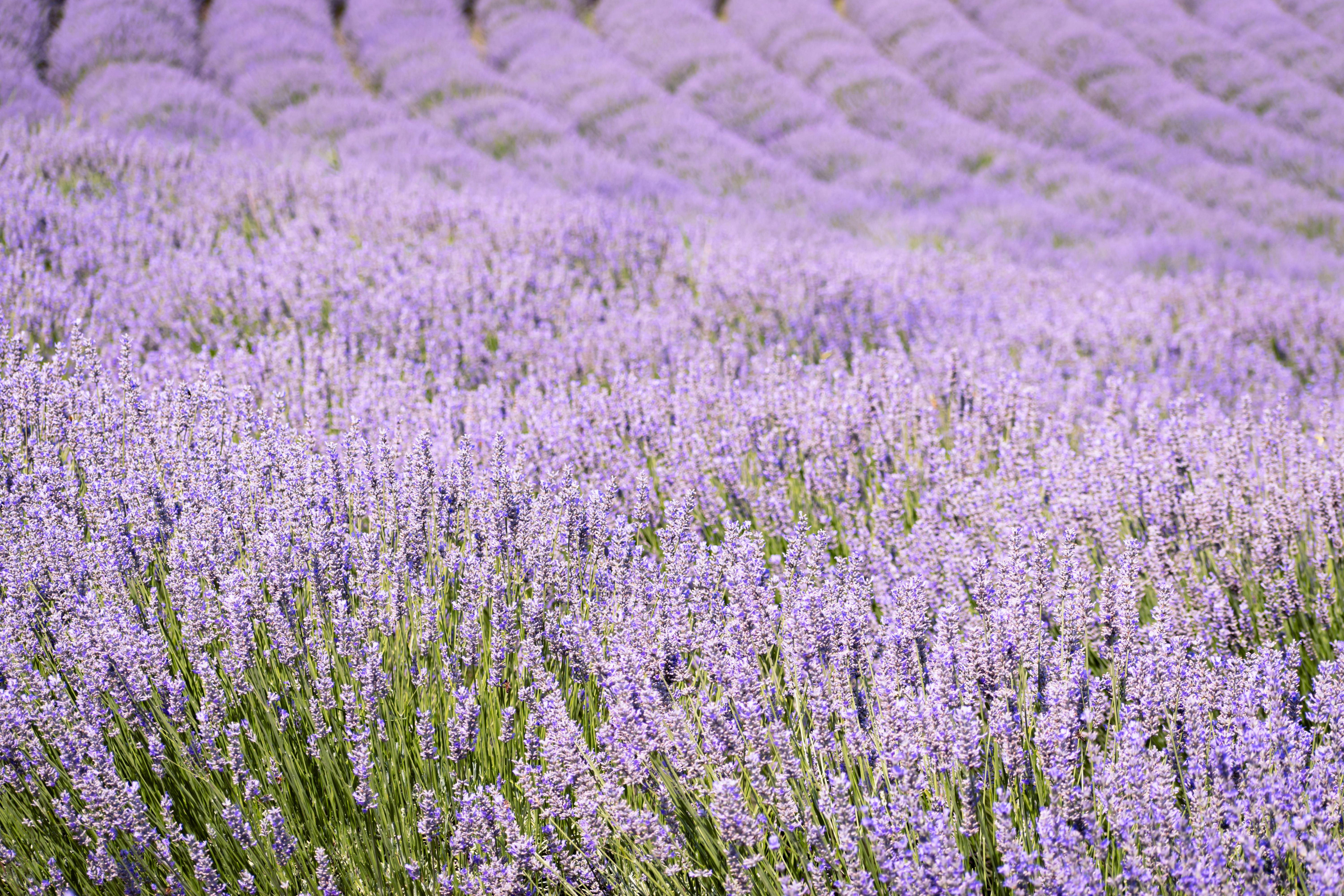 Lavender fields blooming in vibrant purple tones, creating a serene and aromatic landscape.