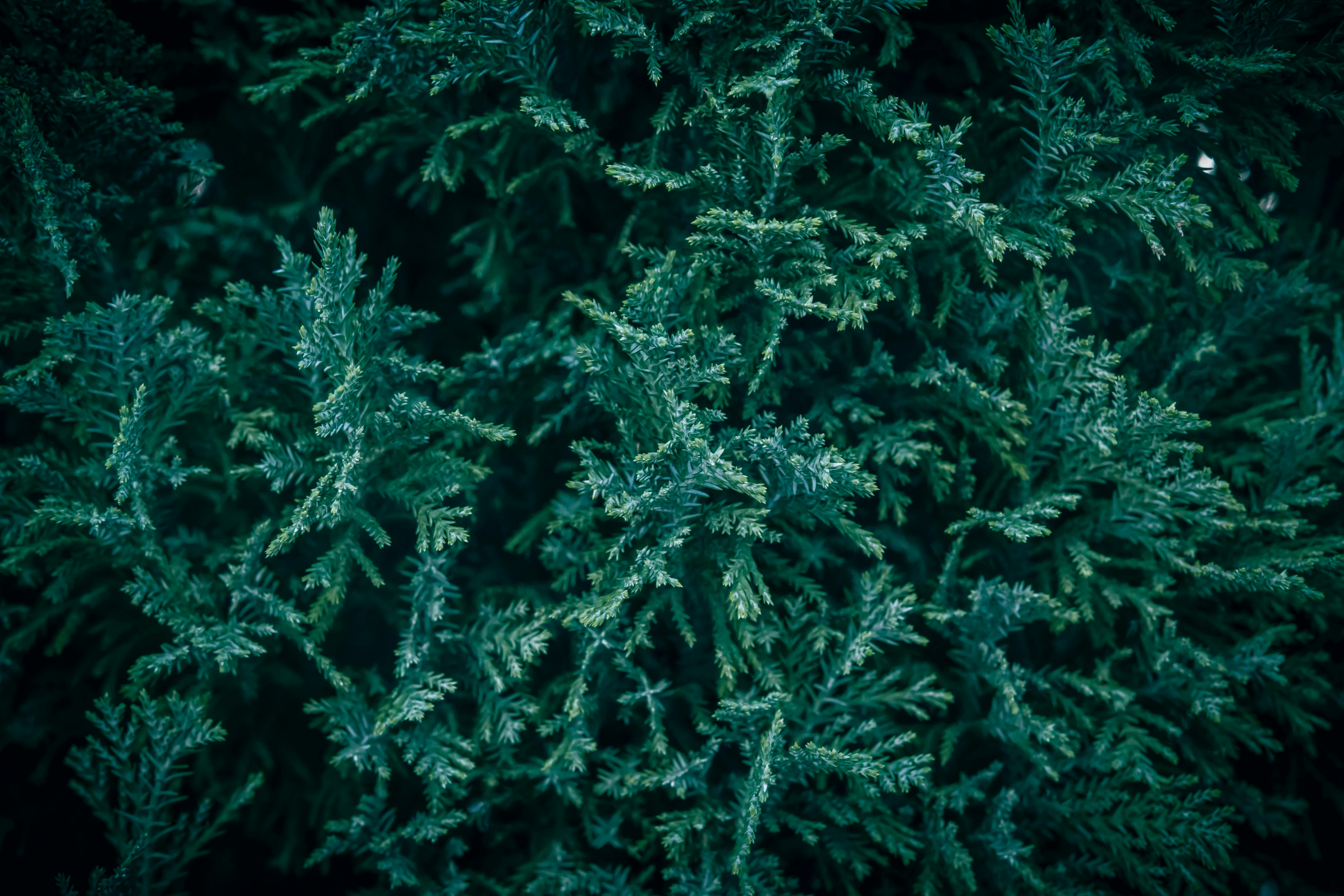 winter burn evergreen shrubs UK