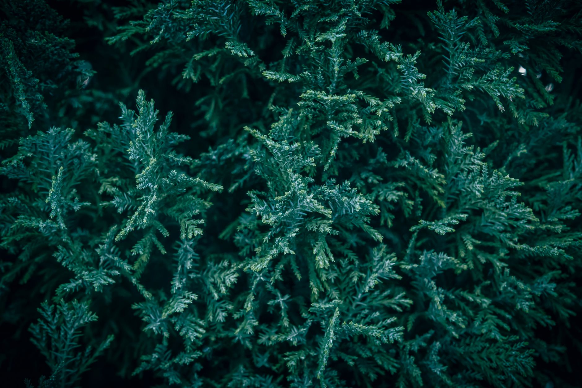 winter burn evergreen shrubs UK
