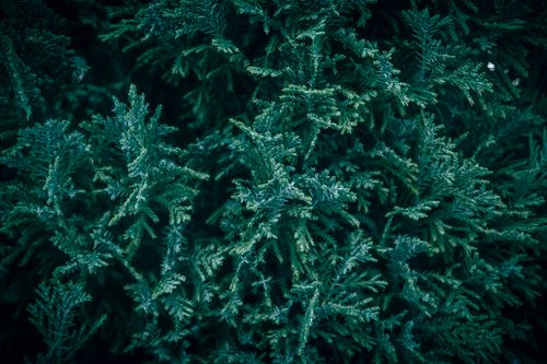 Free A close-up view of dense evergreen foliage displaying natural textures and rich green hues. Stock Photo