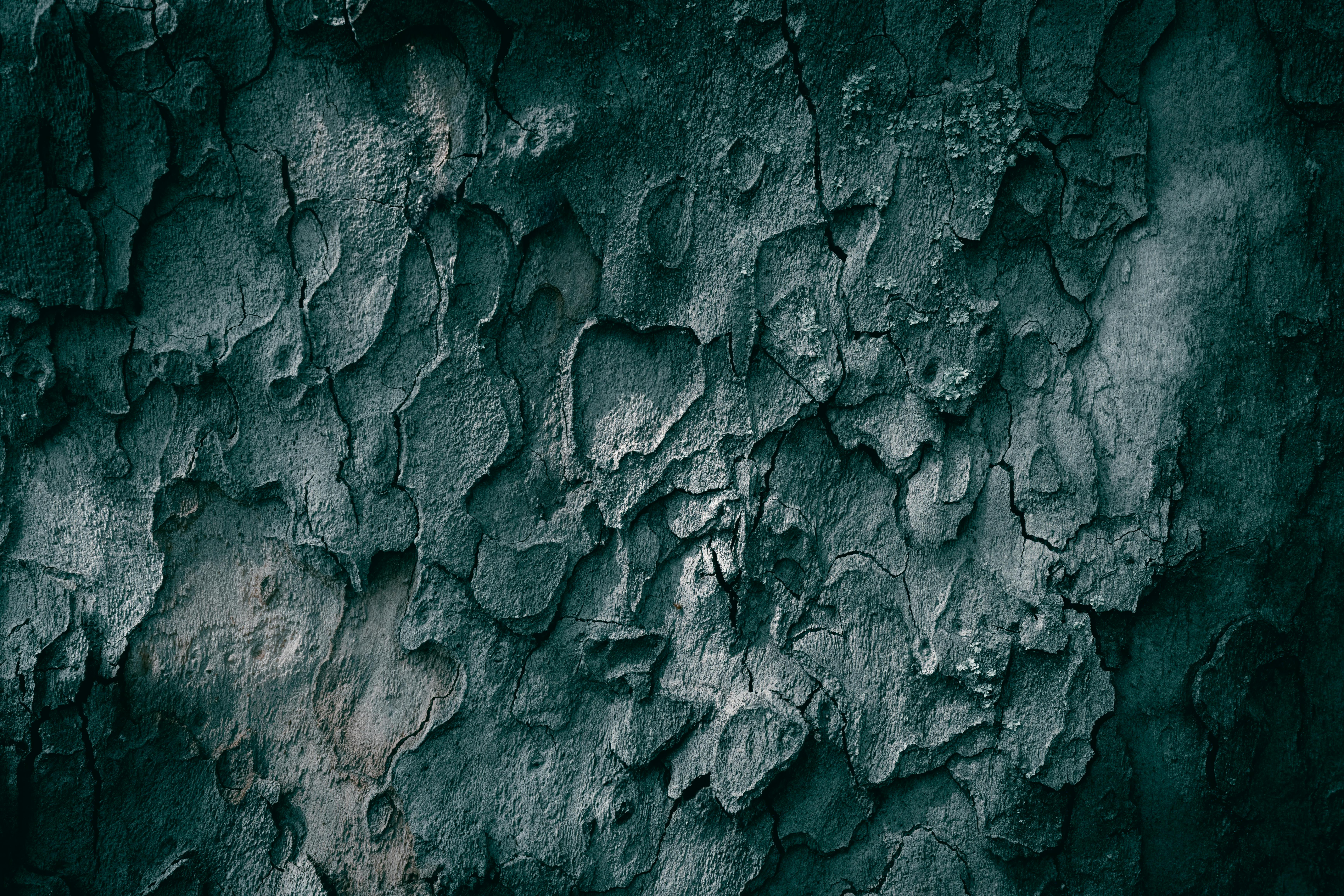 Close-up of textured bark showing natural patterns, cracks, and decay.