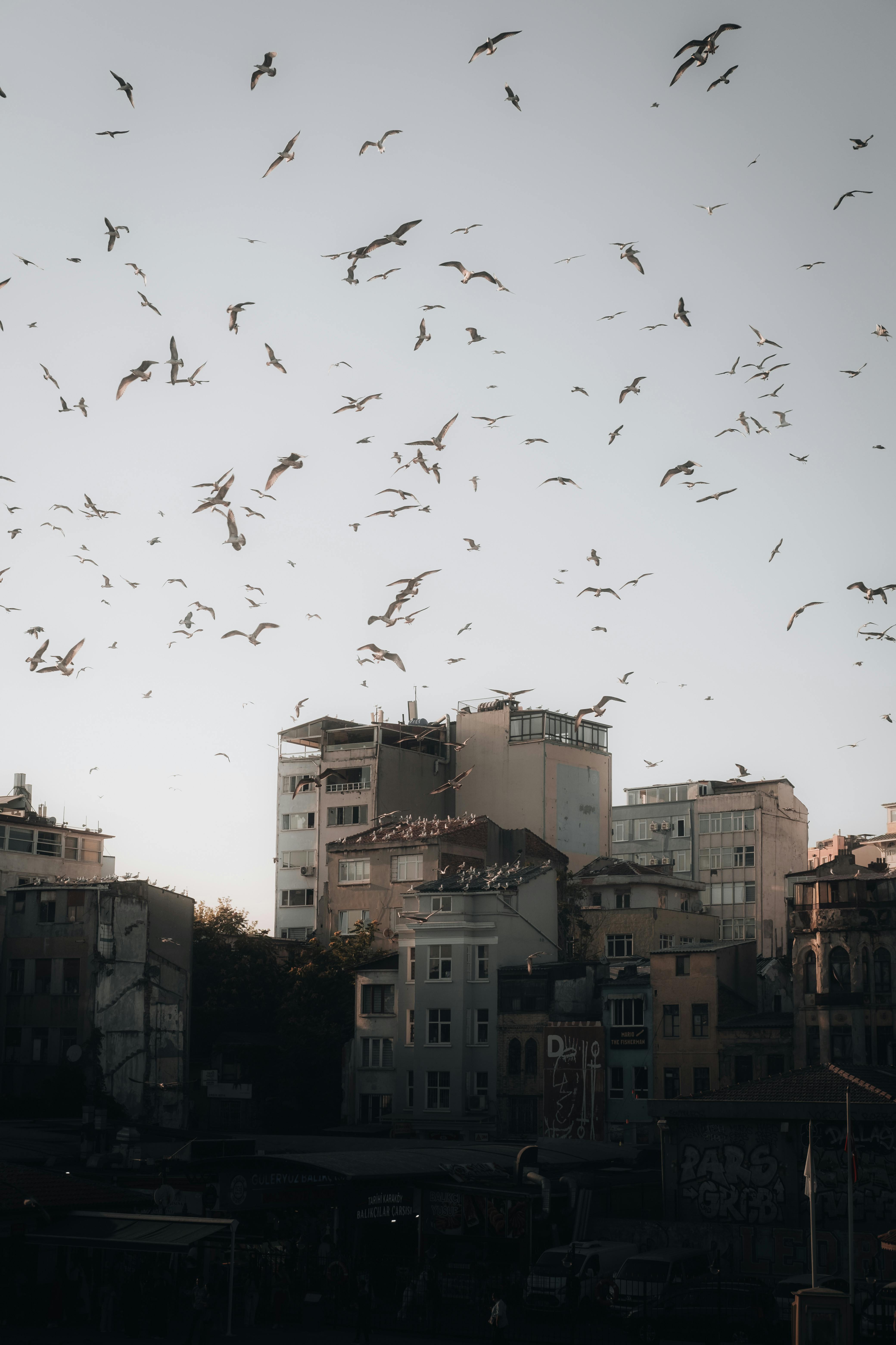 Captivating view of seagulls flying over urban apartment buildings in Istanbul, Türkiye.