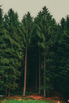 Tranquil view of a dense pine forest, perfect for nature themes.