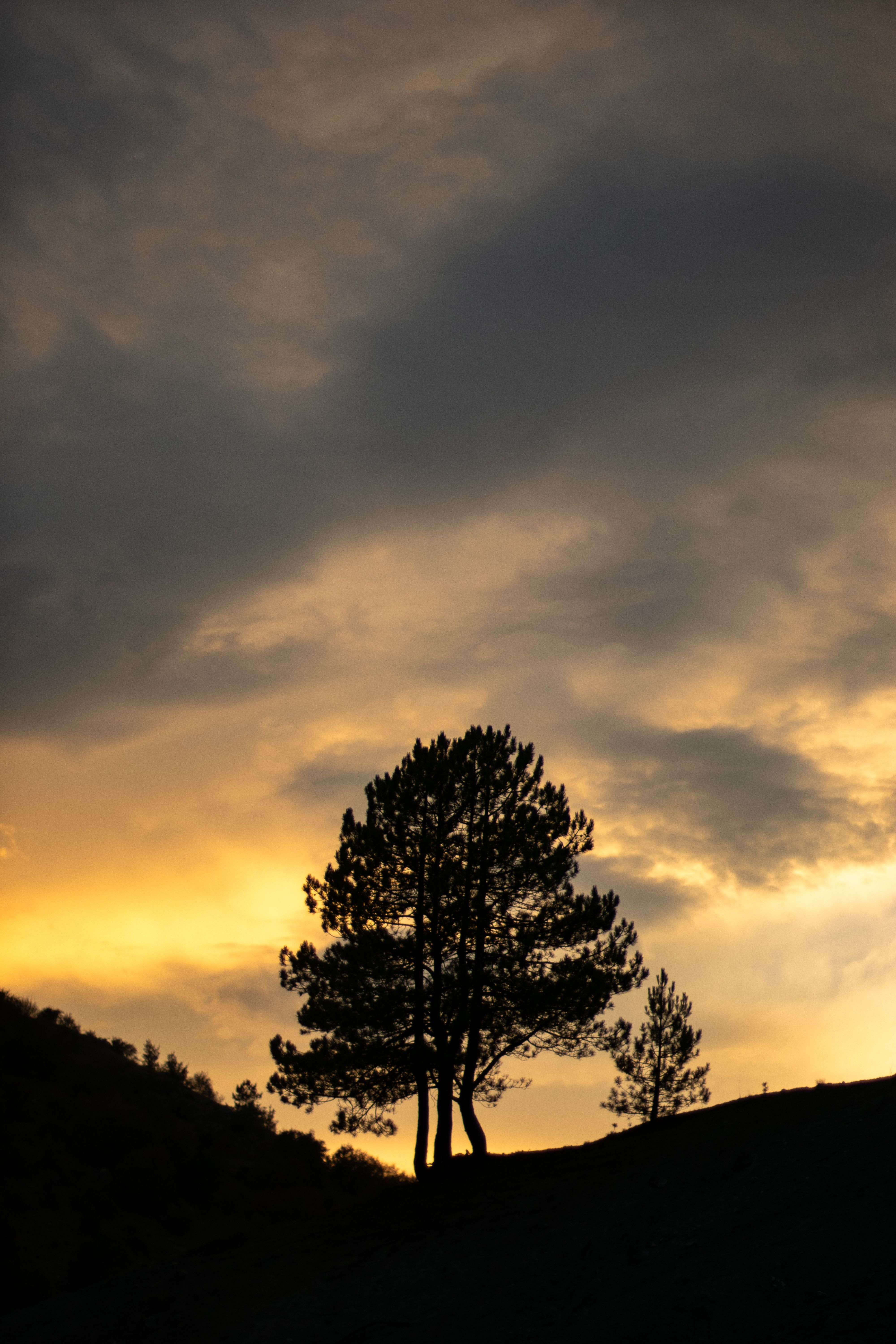 A lone tree silhouetted against the sunset · Free Stock Photo