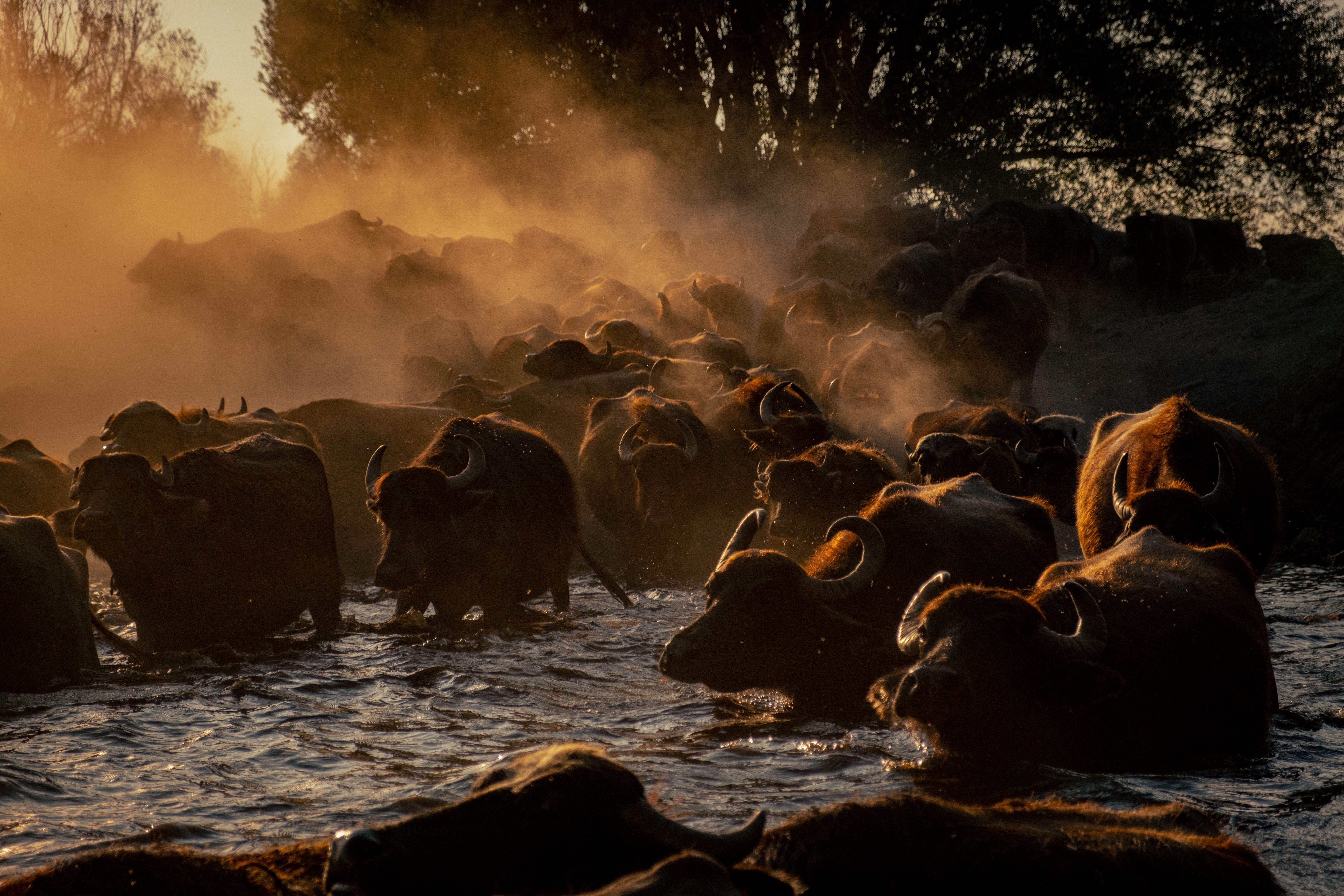 Masai Mara Great Migration 2026: When and Where for Indian Travellers