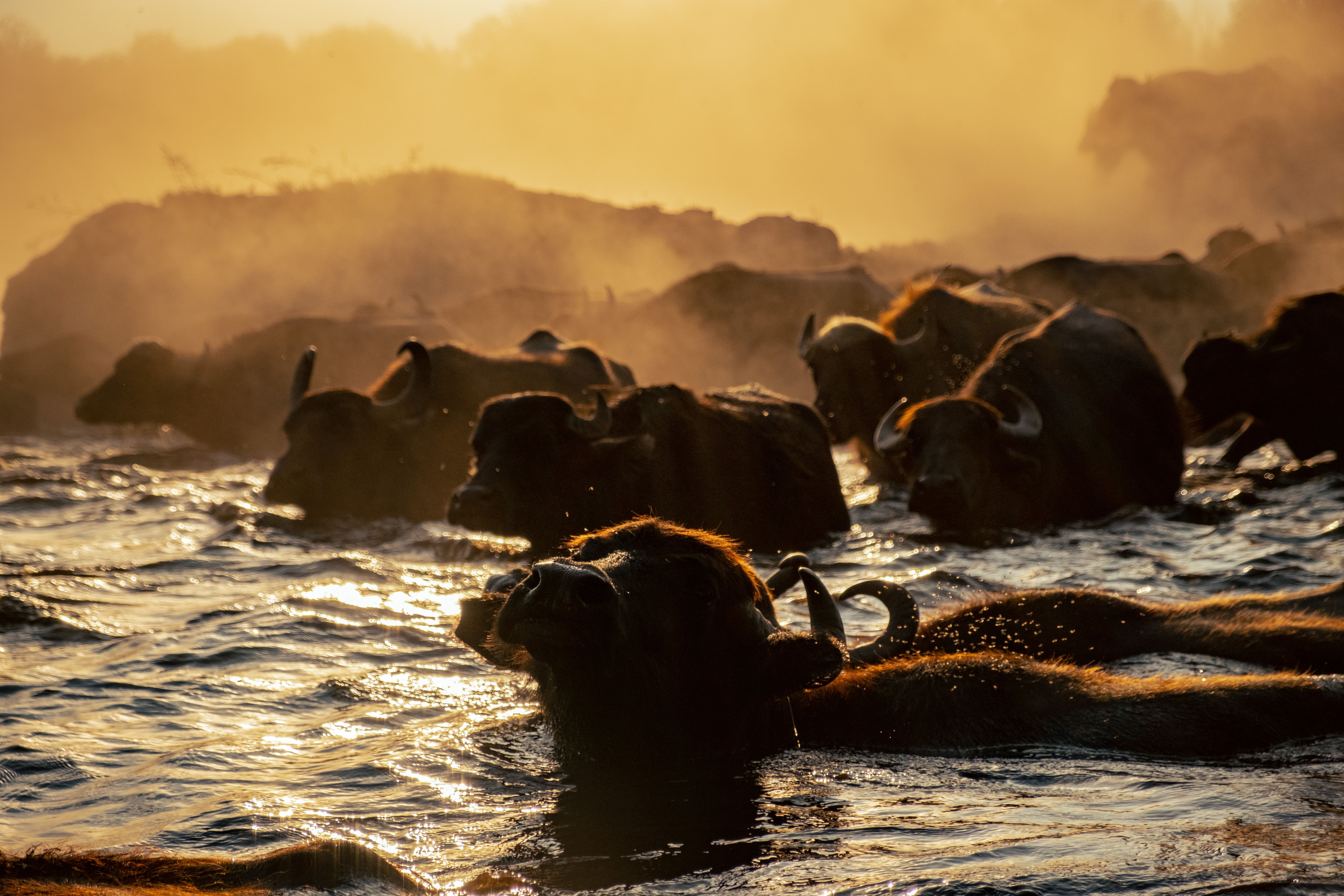 Buffalo in the water at sunset, Zambia