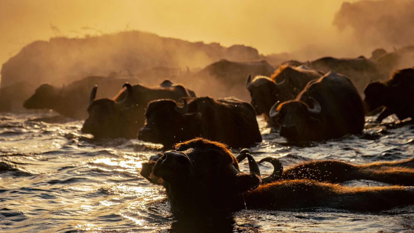 Buffalo in the water at sunset, Zambia