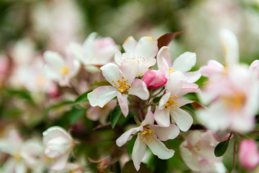 Beautiful pink apple blossoms in full bloom amidst vibrant green leaves, signaling the arrival of spring.