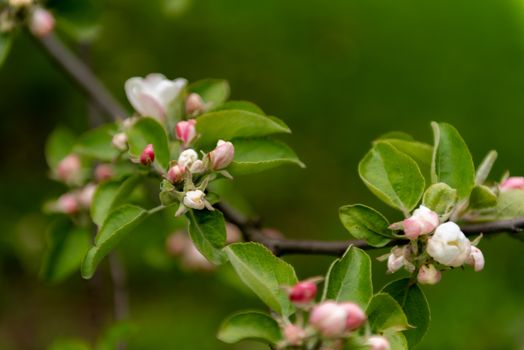 A close up of an apple tree with green leaves