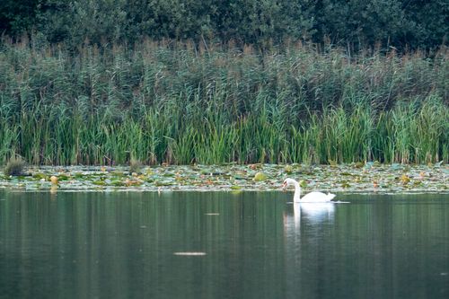 Free natuur Stock Photo