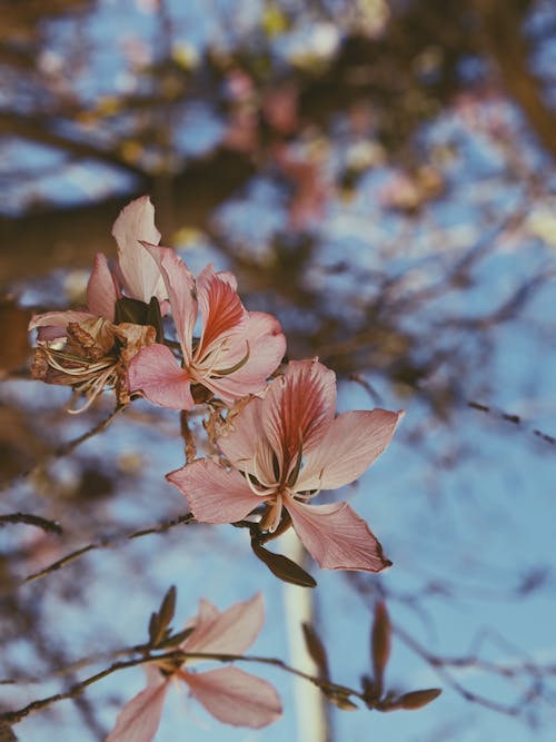 無料 ベージュの花びらの花の木 写真素材